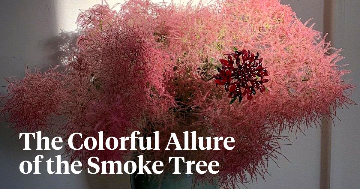 Smoke Trees Are a Real Eye-Catcher in Your Garden