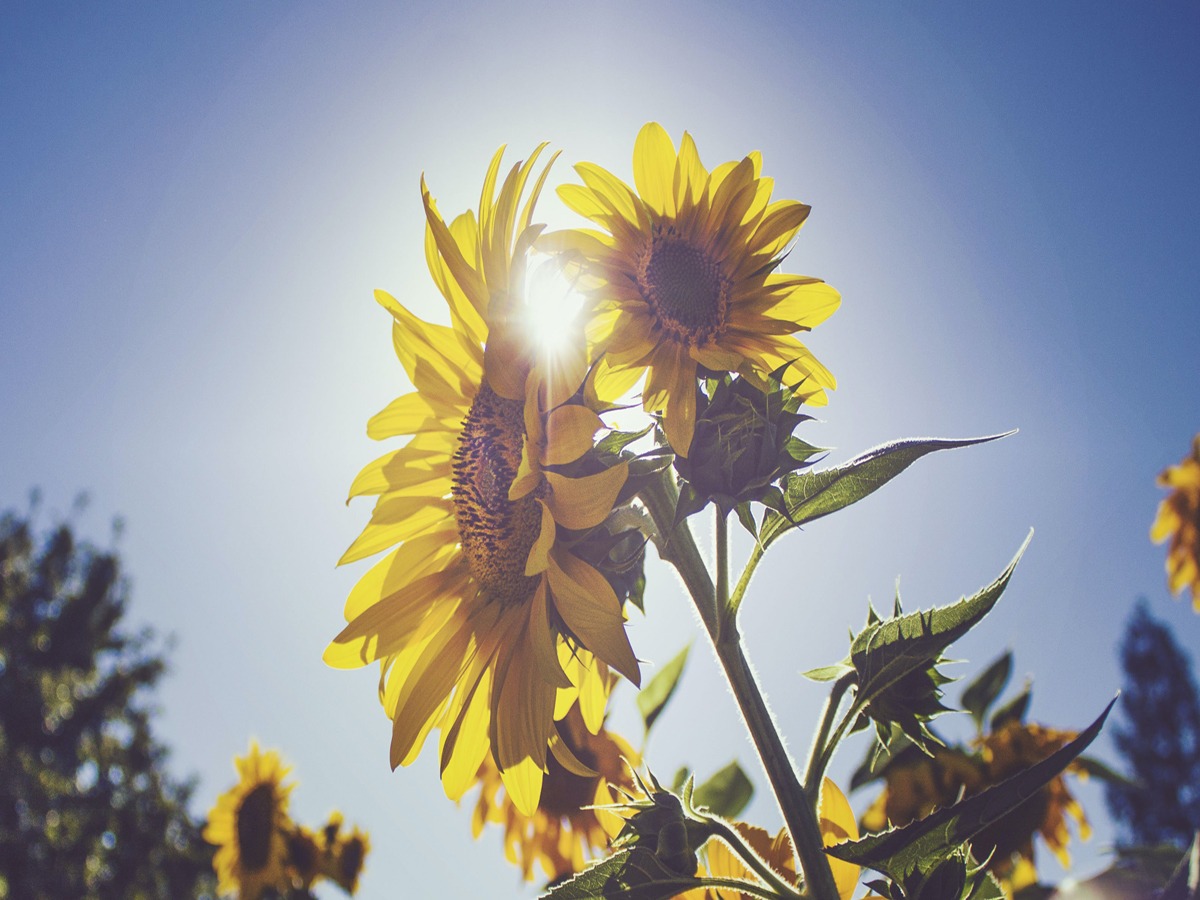 Sunflower Quotes