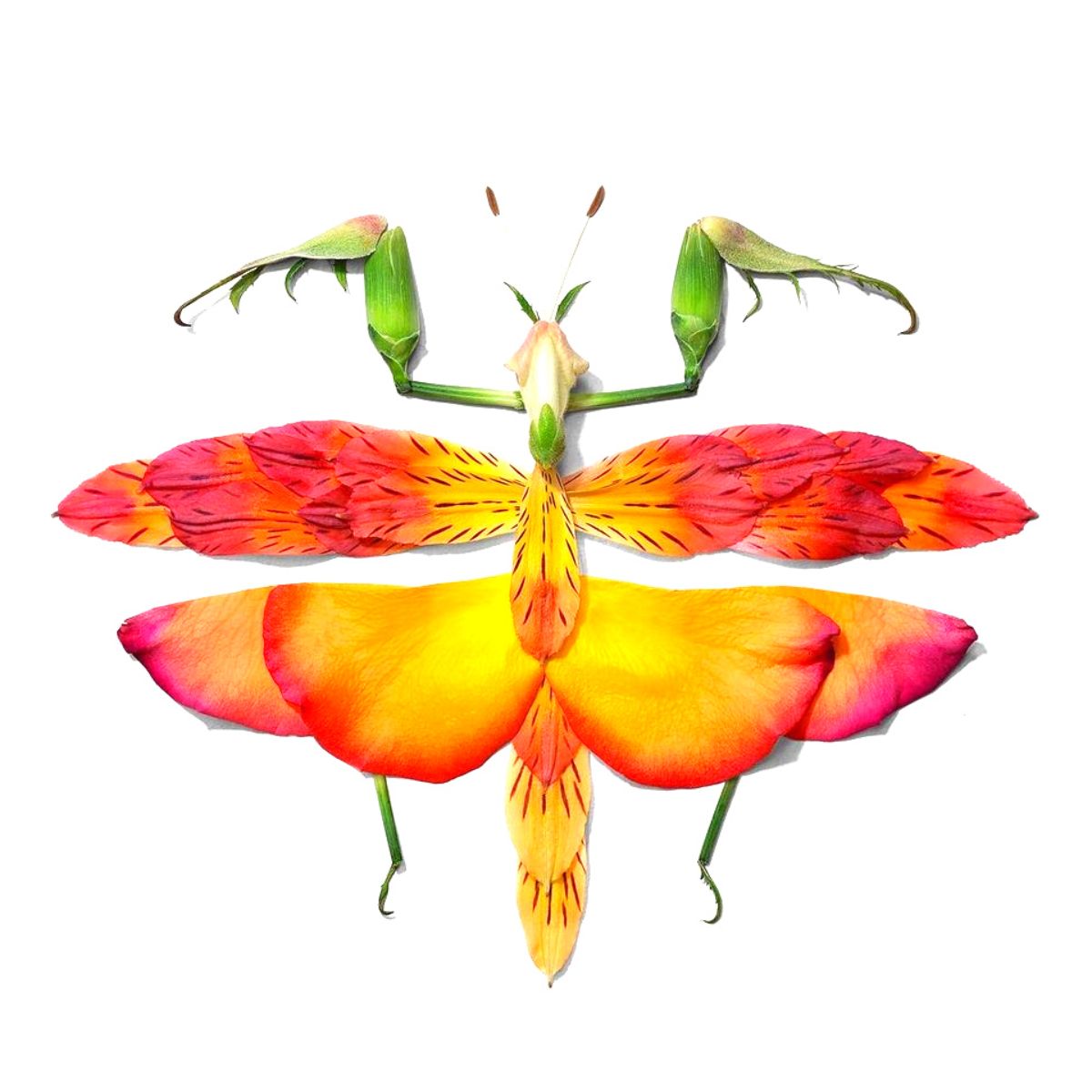 Praying mantis mixed with butterfly flowers