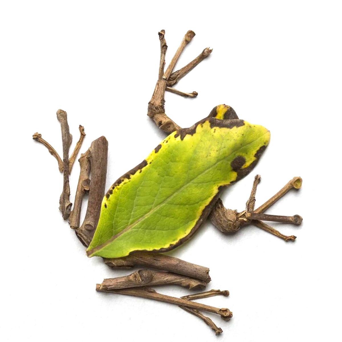 Frog made of leaves and stems