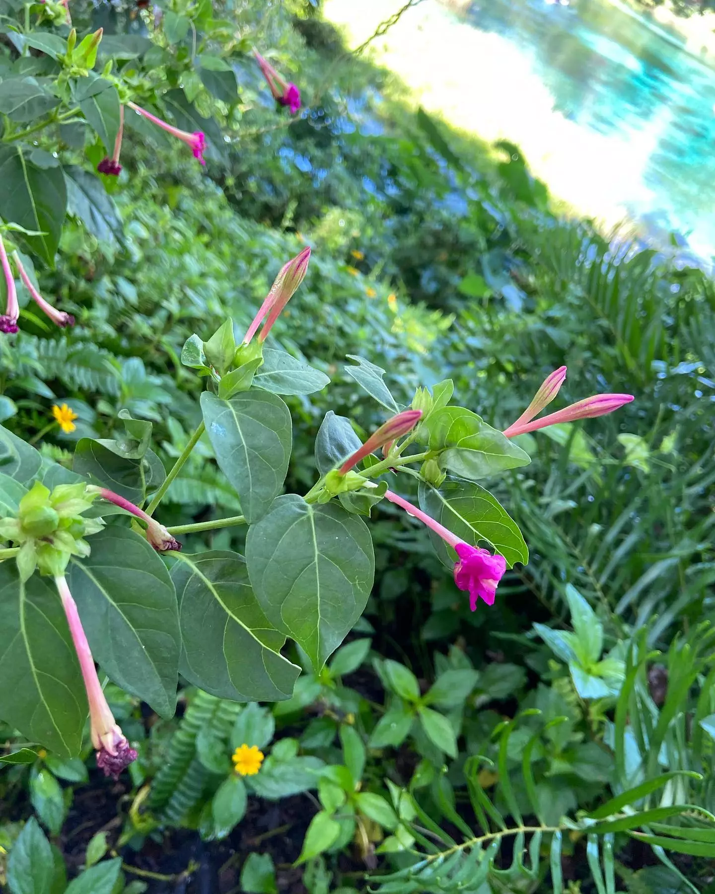 Shampoo plant at home 