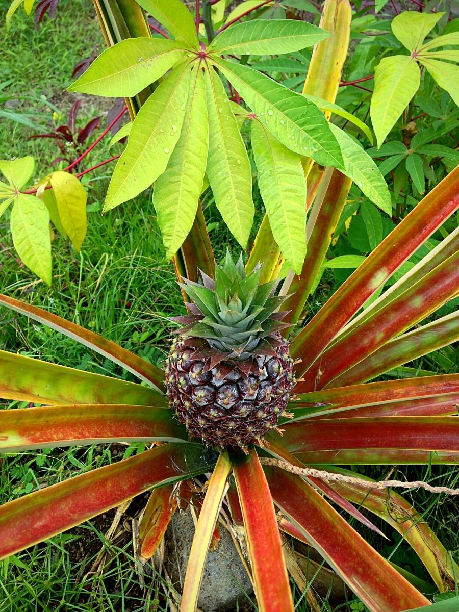 International Pineapple Day Honors the Tropical Flair of Pineapples