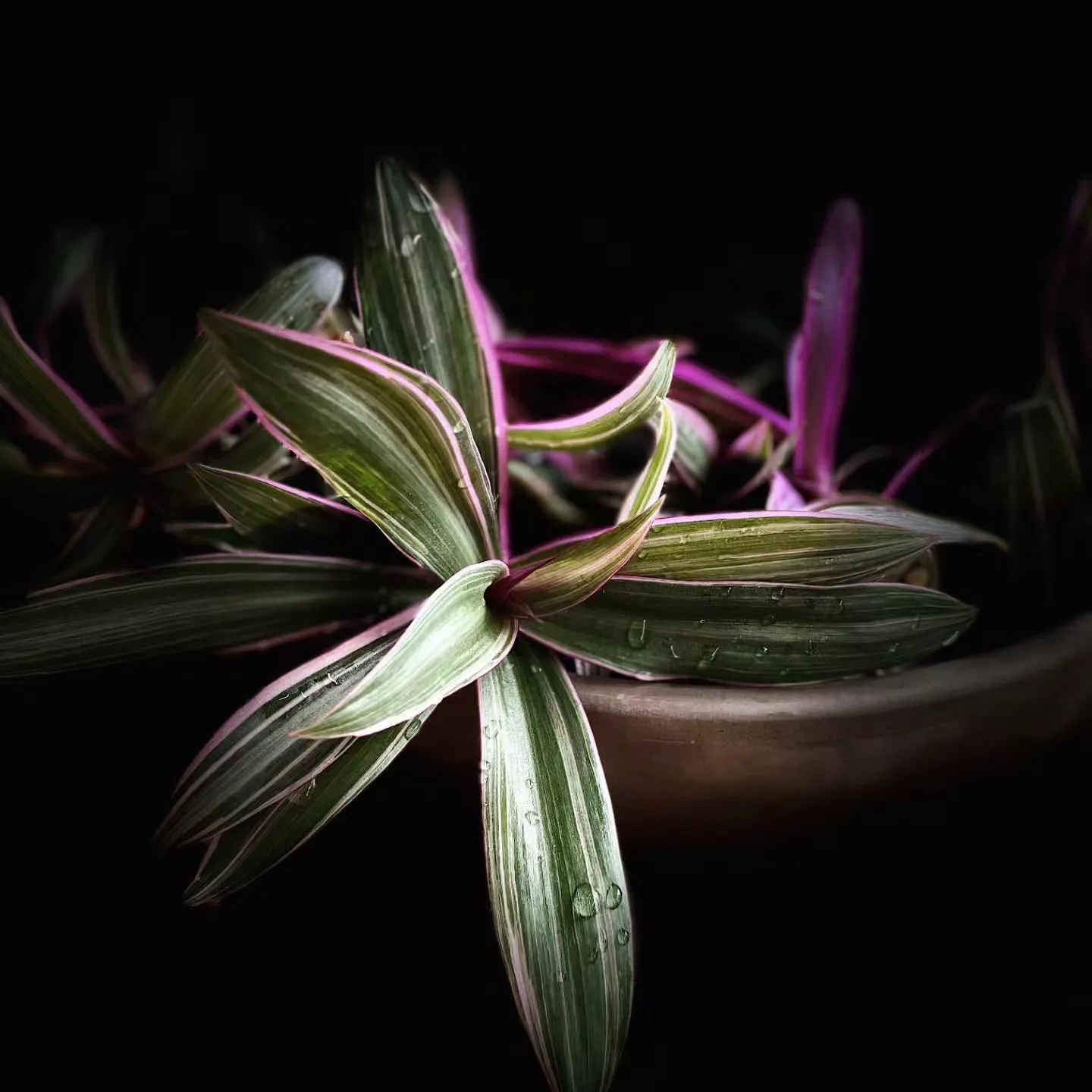 Indoor Oyster Plant