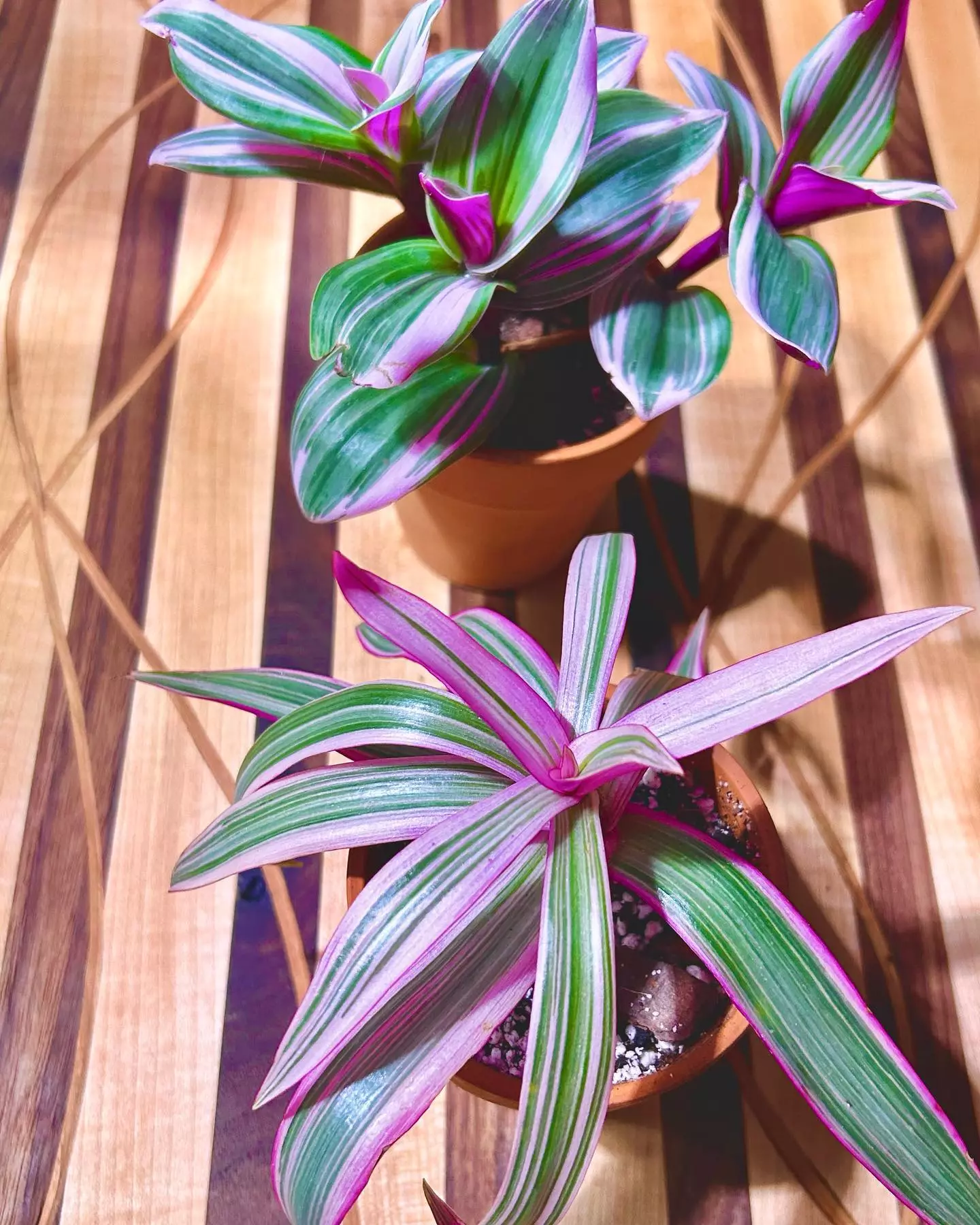 Oyster Plant is good for your indoor space 