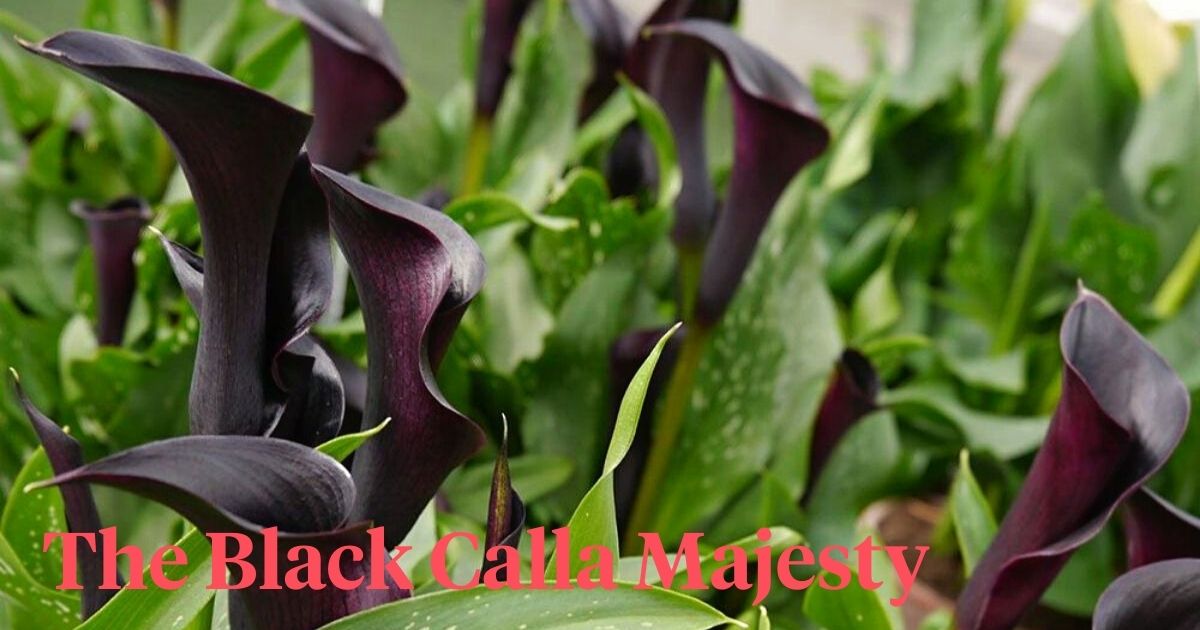 Odessa black calla lilies