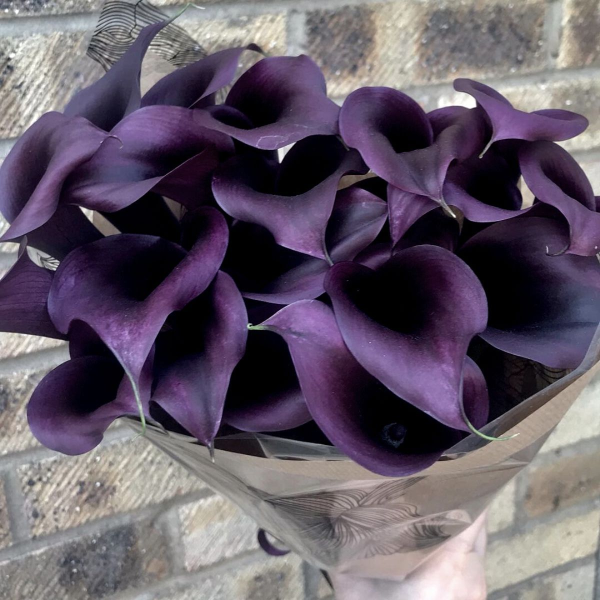 black blue and purple lily