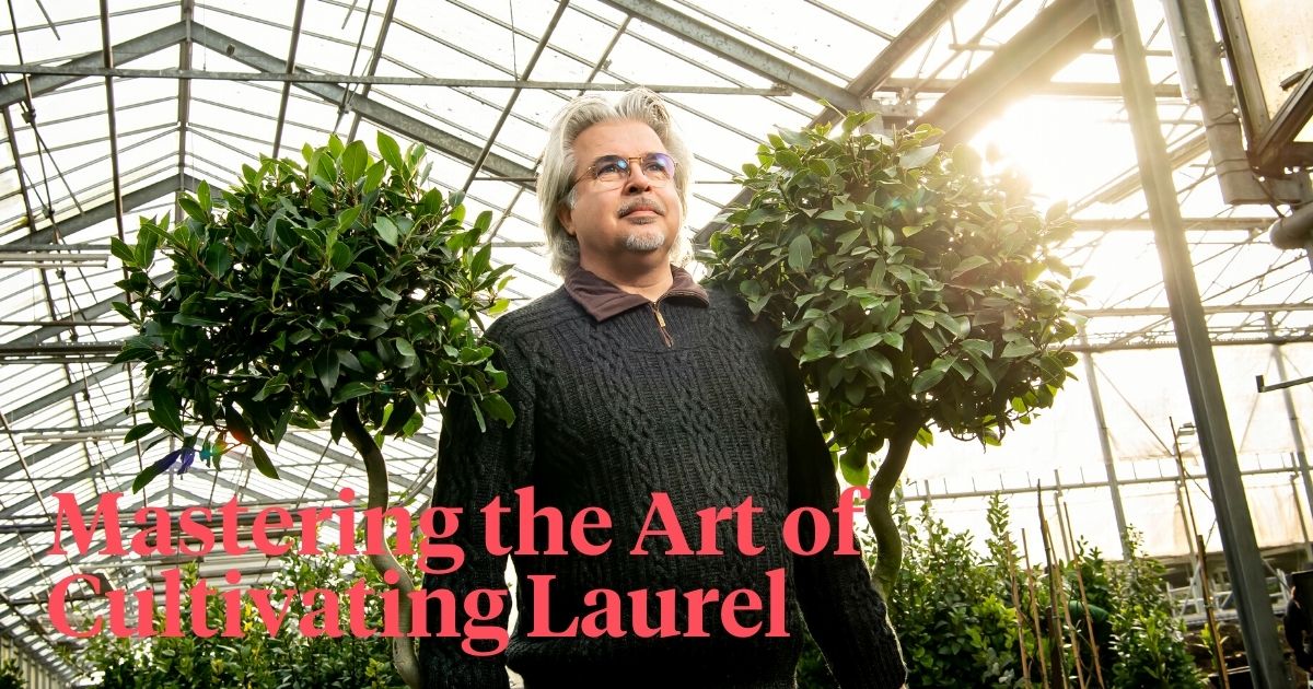 Mastering the art of cultivating laurel header