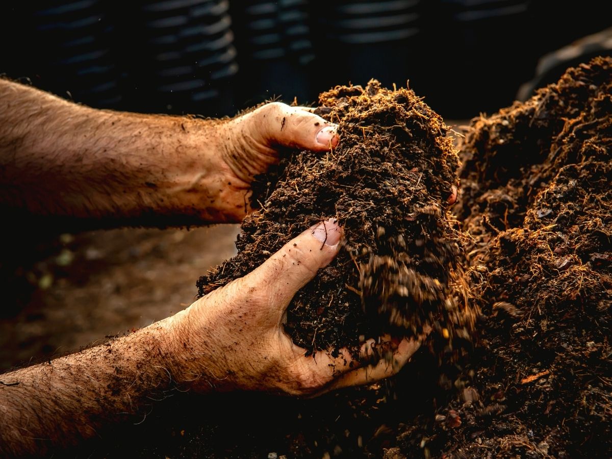 More conscious substrate to grow laurel trees