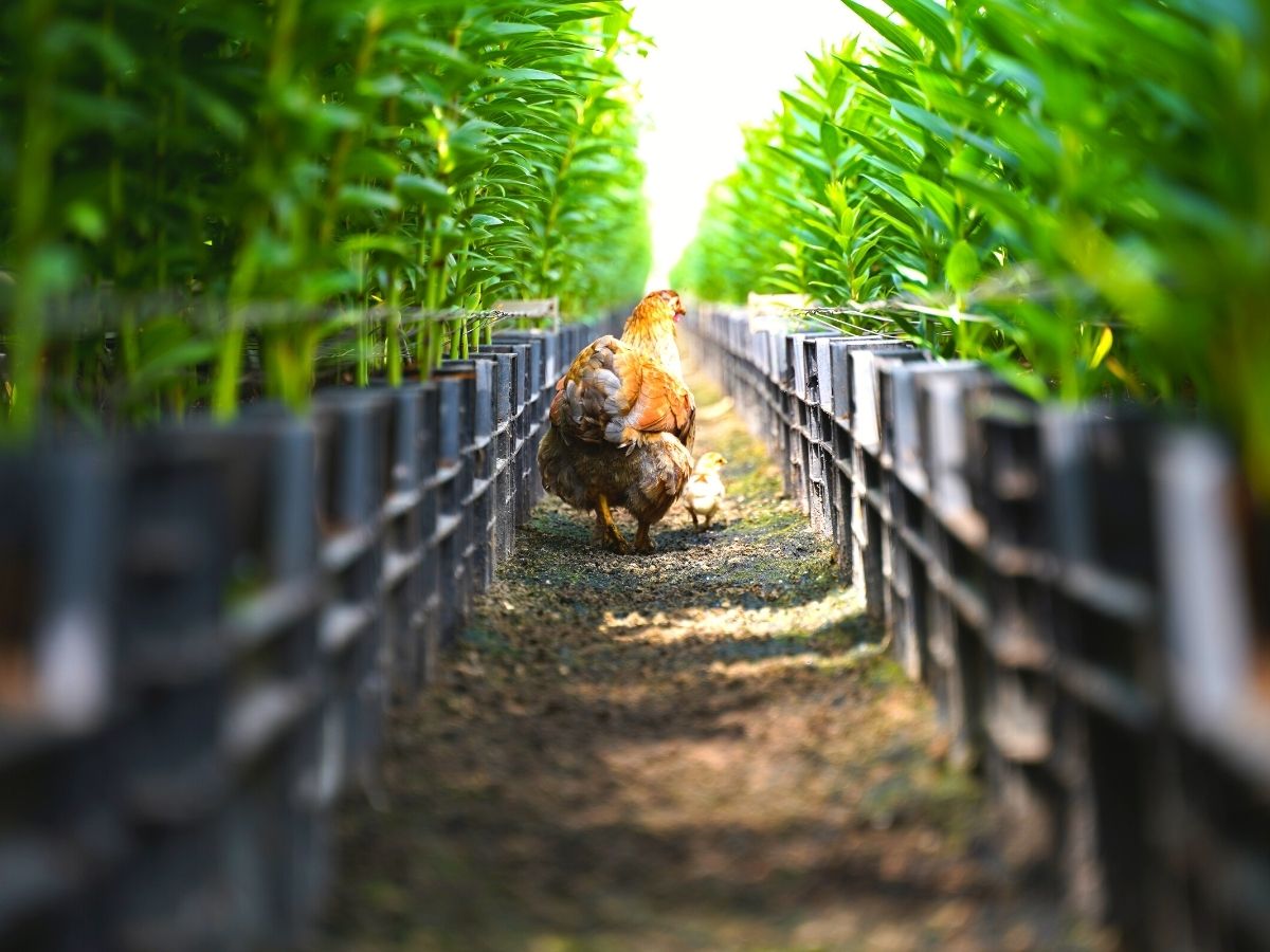 Roaming chickens in Decorum greenhouses that eat insects and bugs