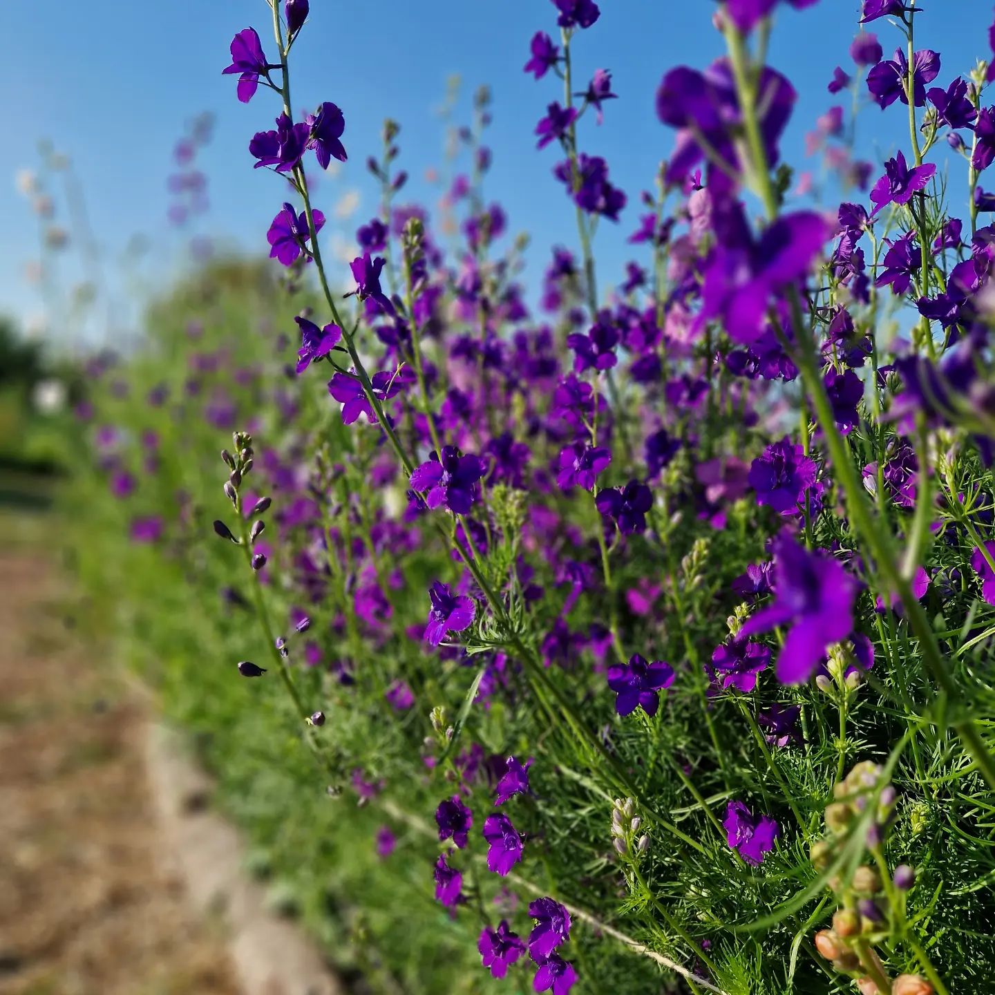 Purple Larkspur