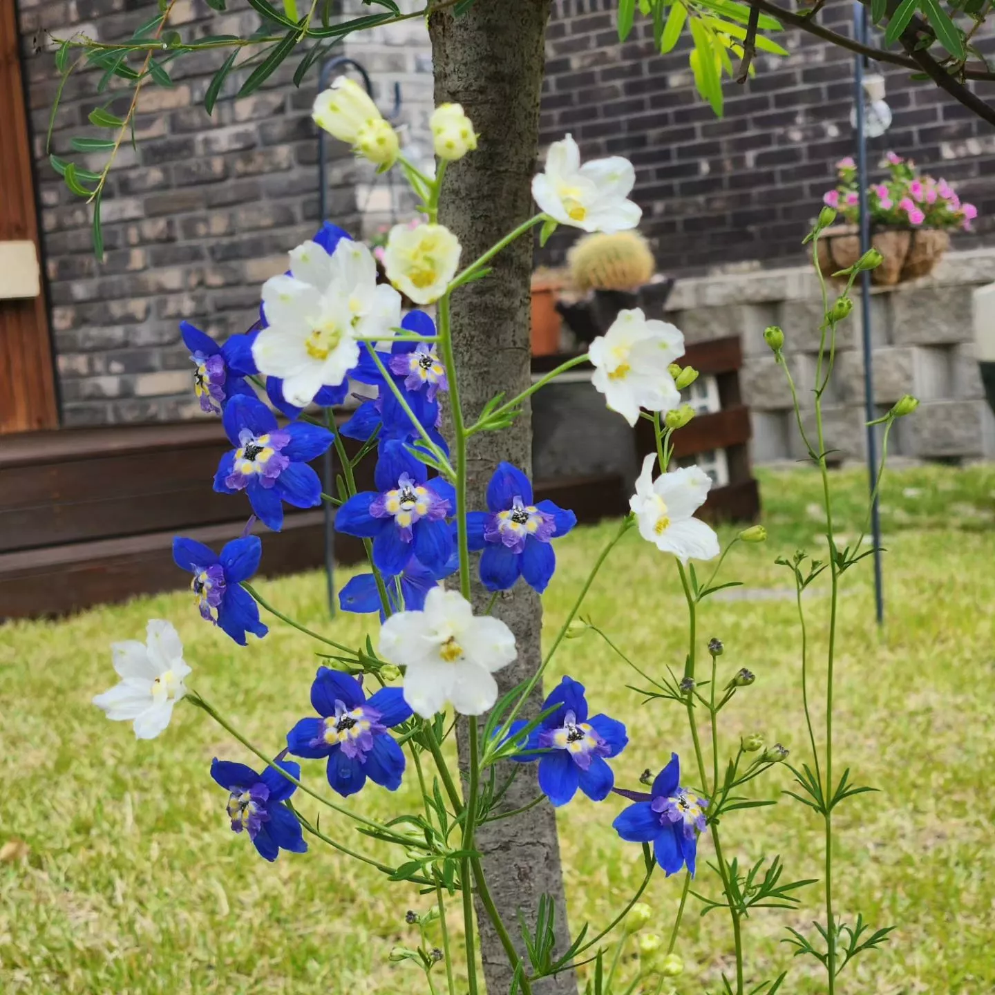 Blue and white larkspur in a field Blue and white larkspur