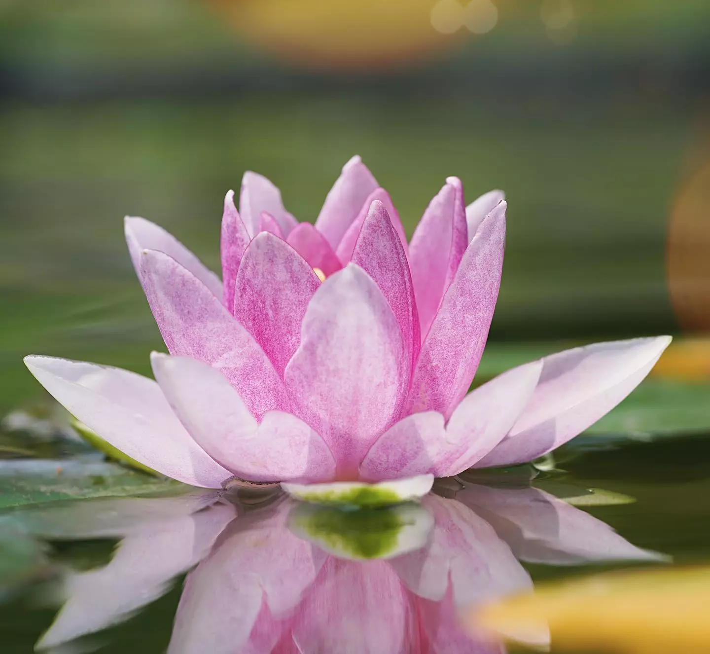 pink water lily blooming Pink water lily