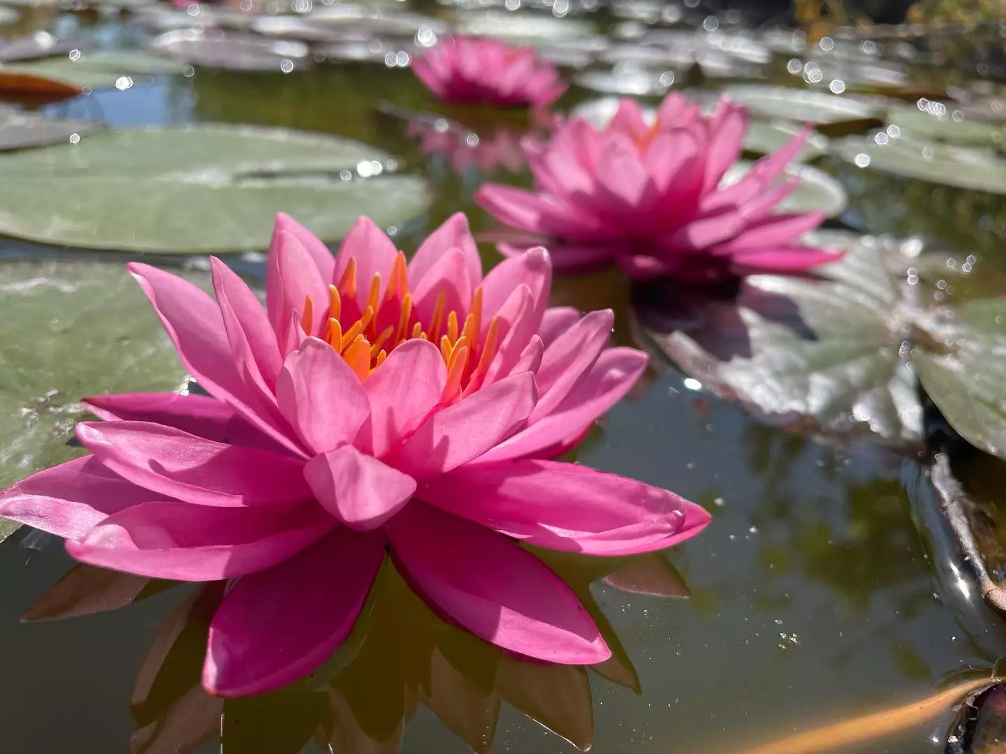 Pink water lily in a pond Pink water lily
