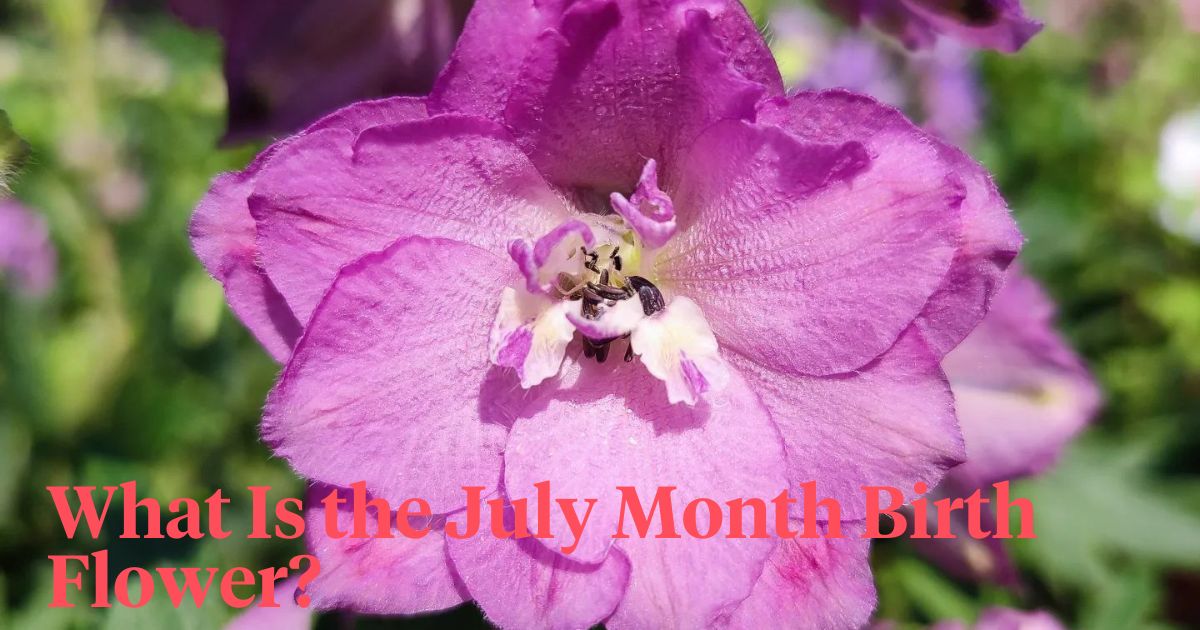 July Month Birth Flower