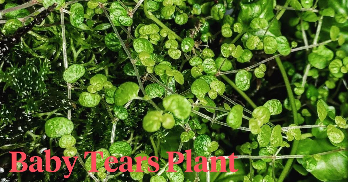 Baby Tears Plant