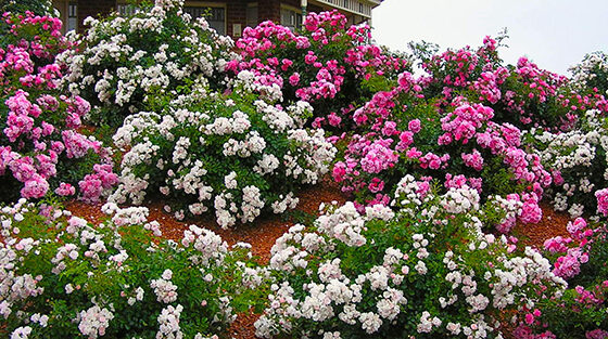 5 Ways to Design With Flower Carpet Roses Flower Carpet® Pink Groundcover Rose