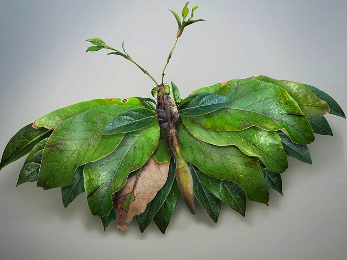 Josh Dykgraaf Reimagines Animals From Foliage and Flowers in His Photographic Art