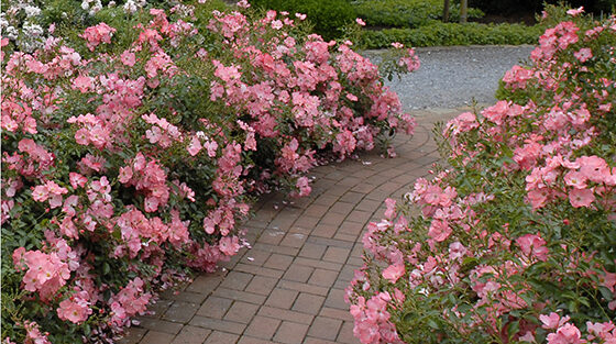 5 Ways to Design With Flower Carpet Roses Flower Carpet® Pink Splash Groundcover Rose 