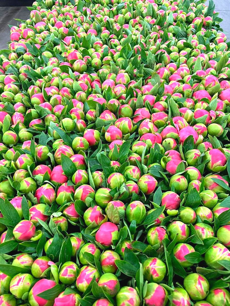 Buds of peony flowers