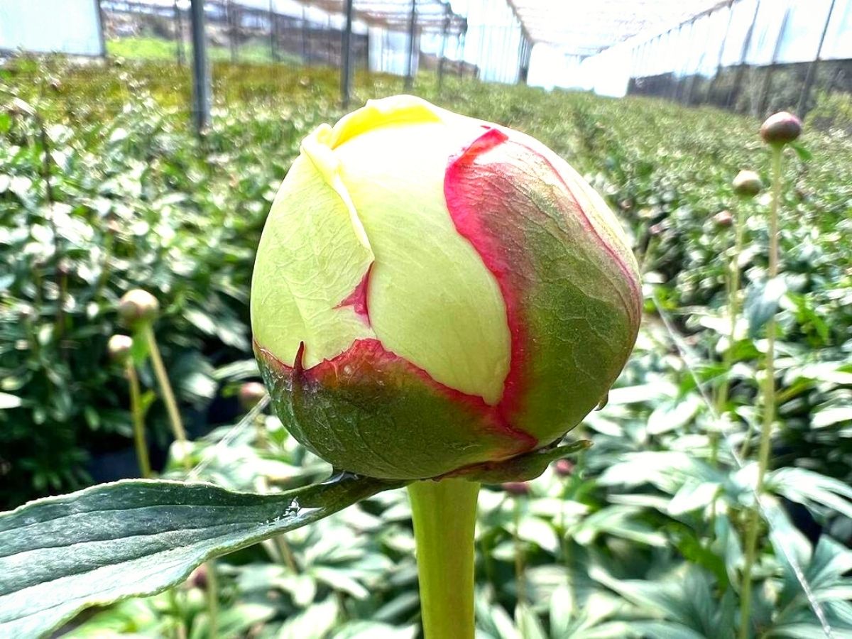 Metamorphosis of the peony flower