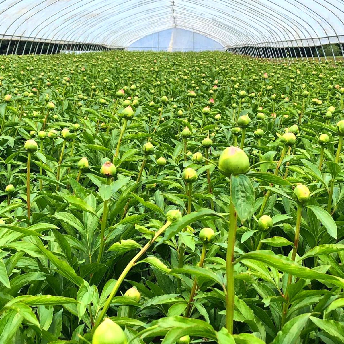 A field full of peony buds