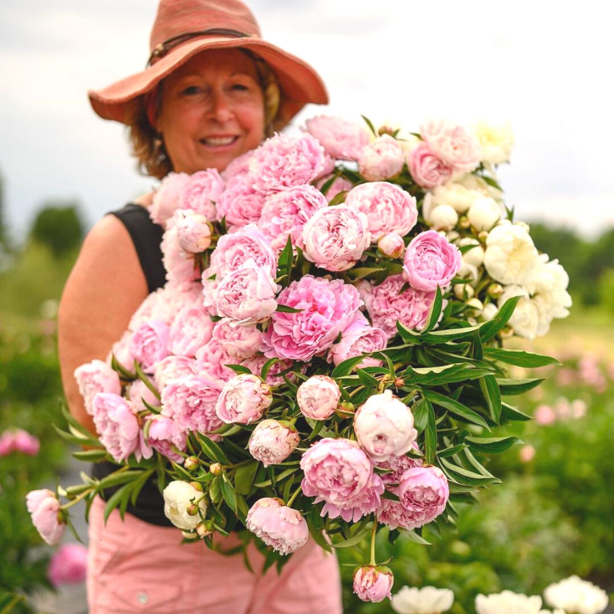 Peonies blooming during the season