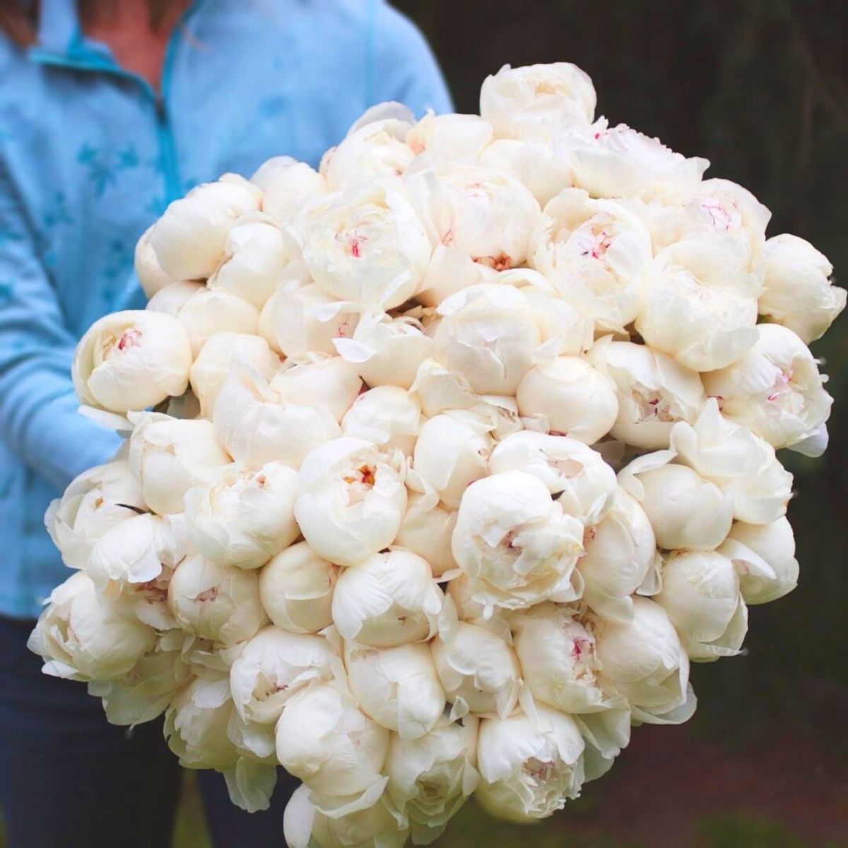 White Alaskan peonies