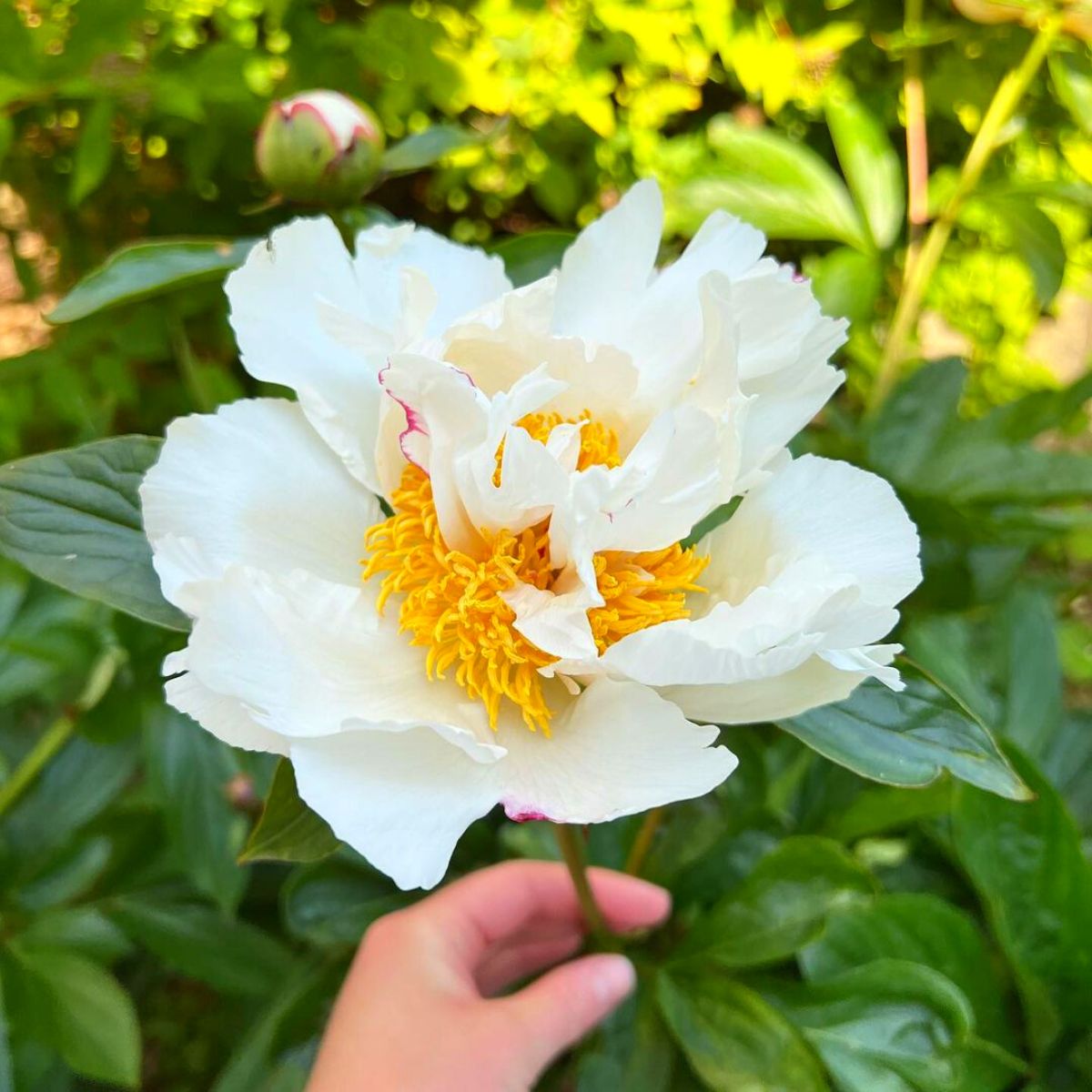 White blooming peony completely open