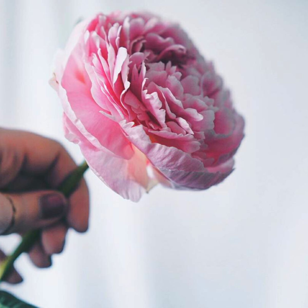 A beautiful pink fully bloomed peony