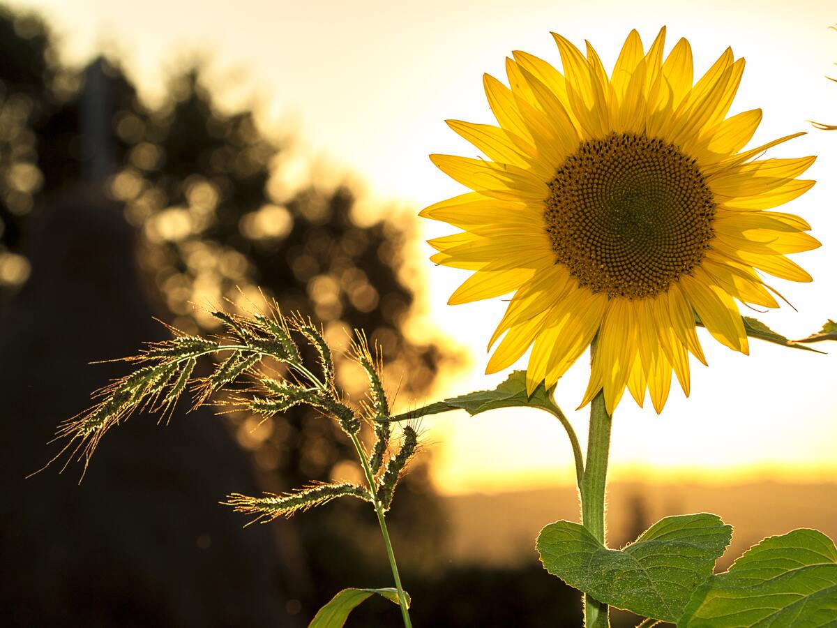 Sunflower Quotes