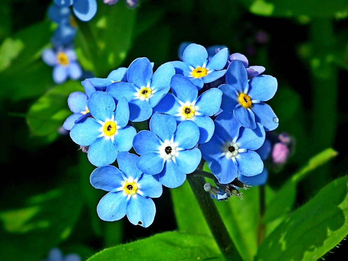 Forget Me Not Flowers in Pots - Back Gardener