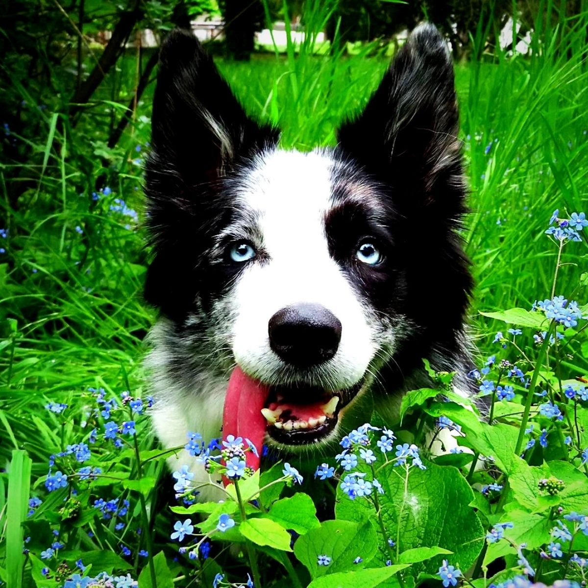 Forget Me Not Flowers Are An Appeal for Love and Longing to Be Remembered