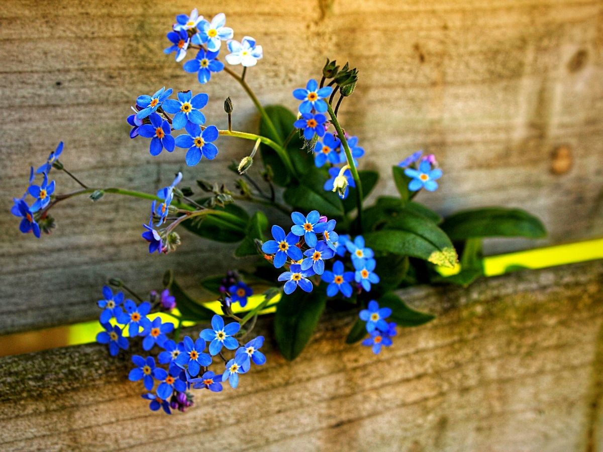 Forget Me Not Flowers Are an Appeal for Love and a Longing to Be