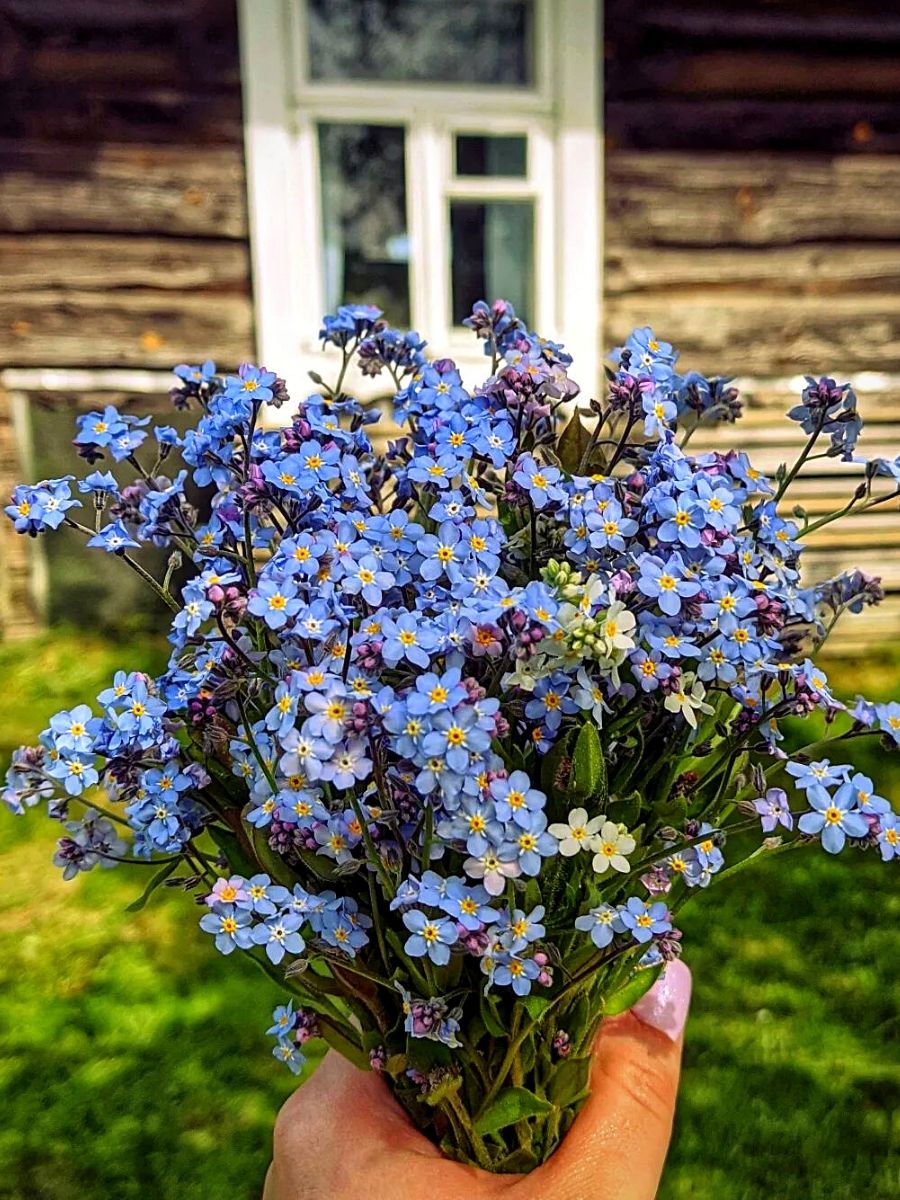 Forget-Me-Not Flowers - A Sad Folklore about an Endearing Love