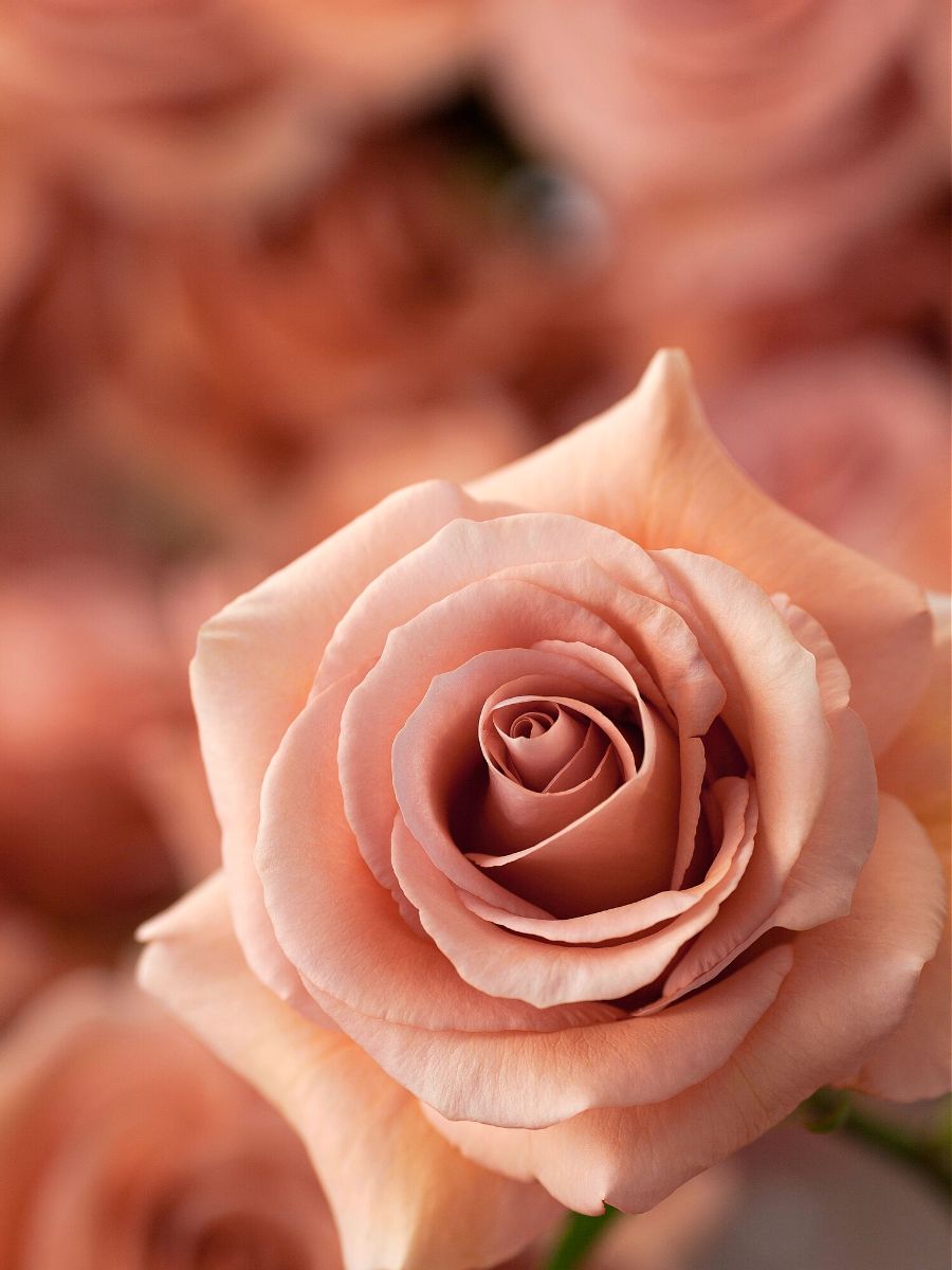 Rosaprimas RP Moab rose