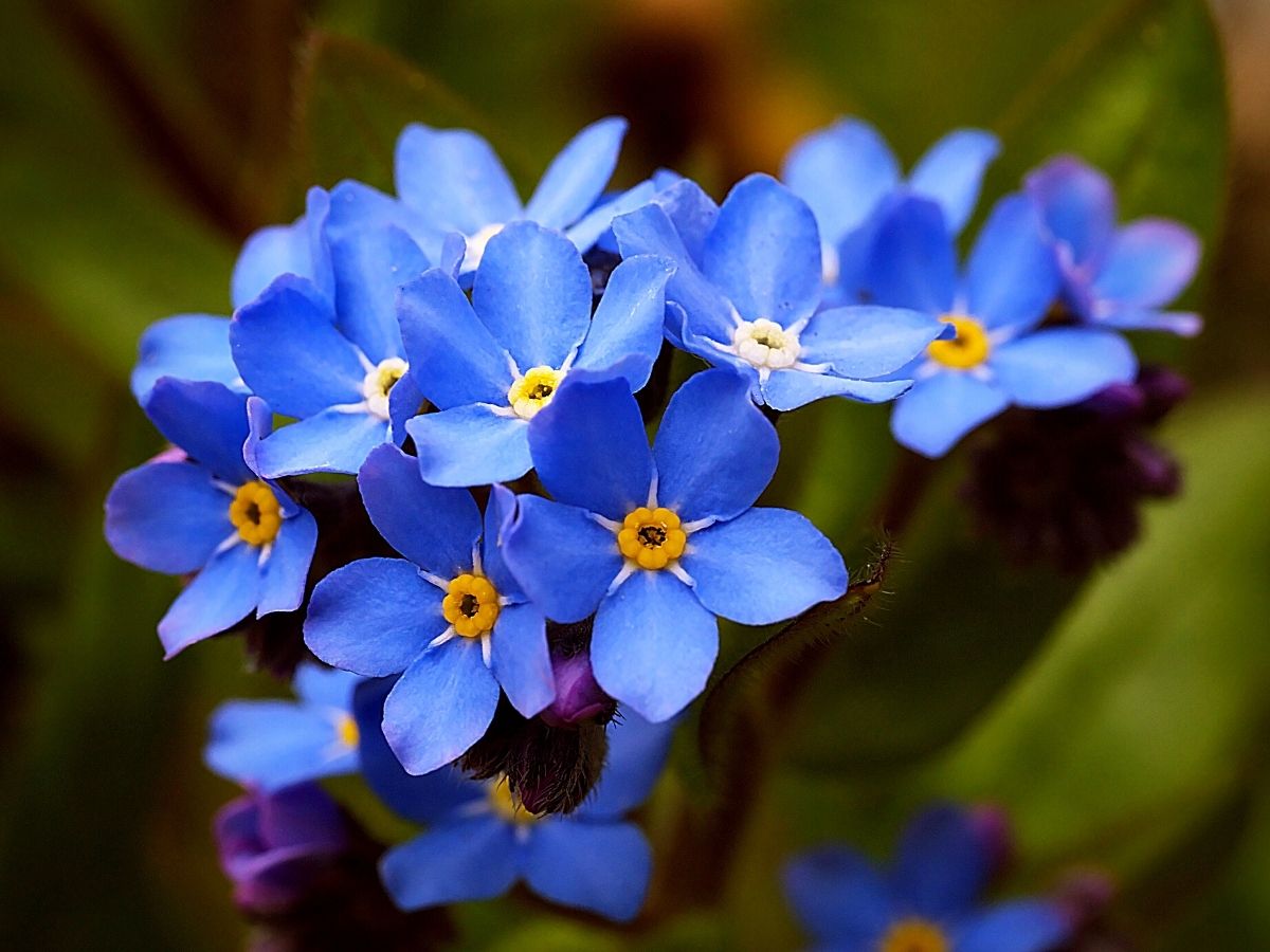 Forget-Me-Not Seeds : Attractive Clusters of Blue Flowers.