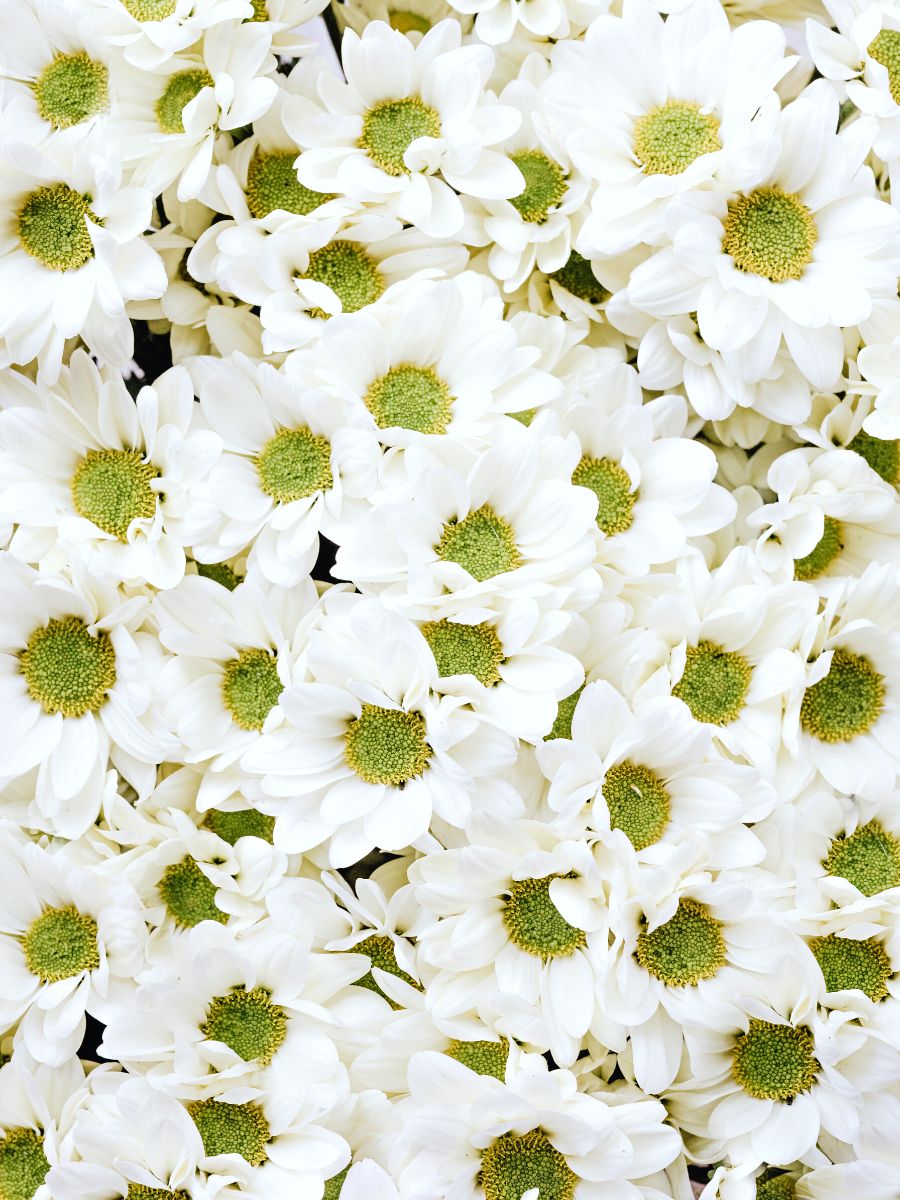 White flowers symbolism