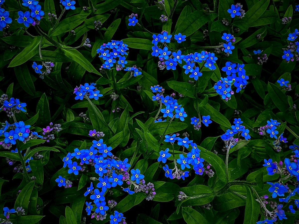 Forget Me Not Flowers Are an Appeal for Love and a Longing to Be Remembe