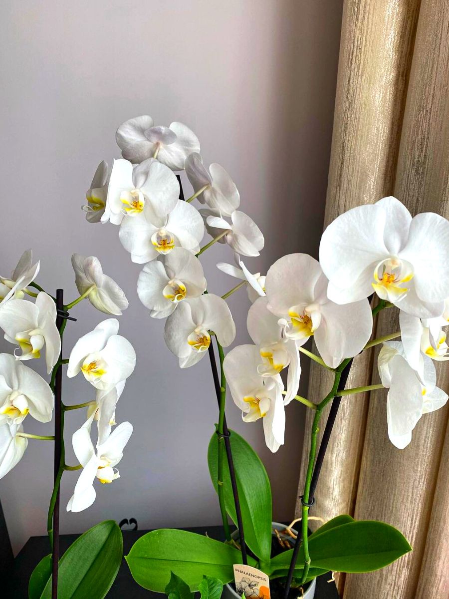 White orchids are one of the most popular white flowers