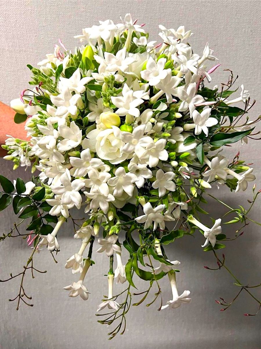 Stephanotis white flowers