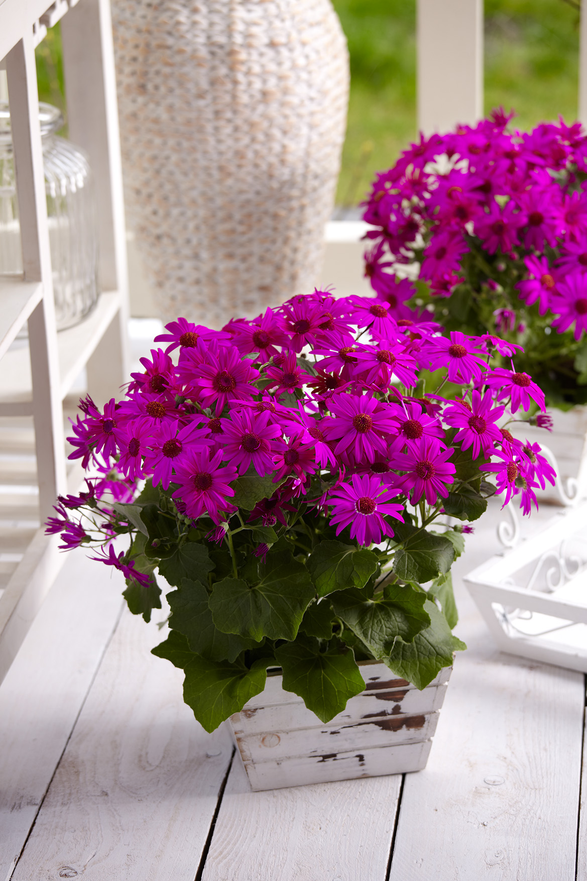 Senetti Magenta