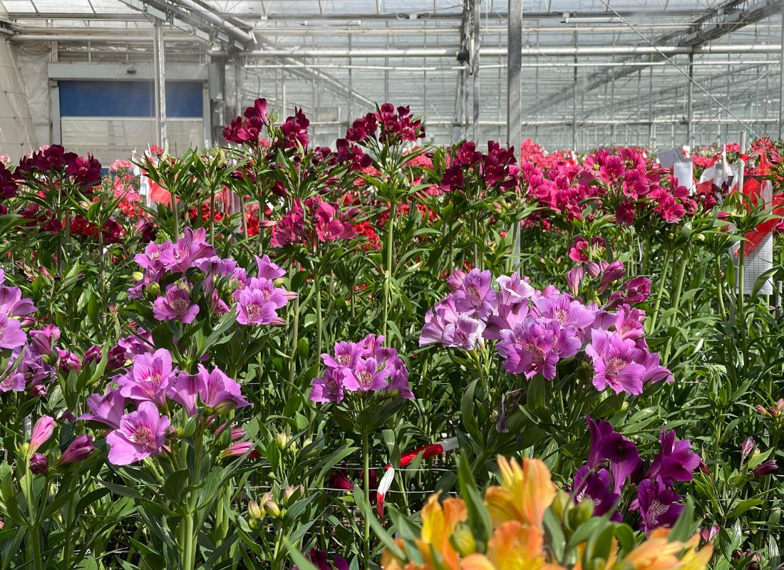 Visiting Alstroemeria Grower HM Tesselaar Greenhouse