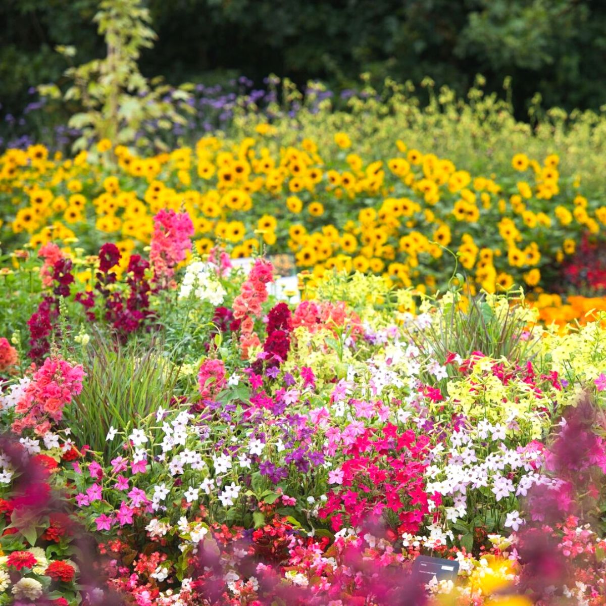 RHS garden festival flowers