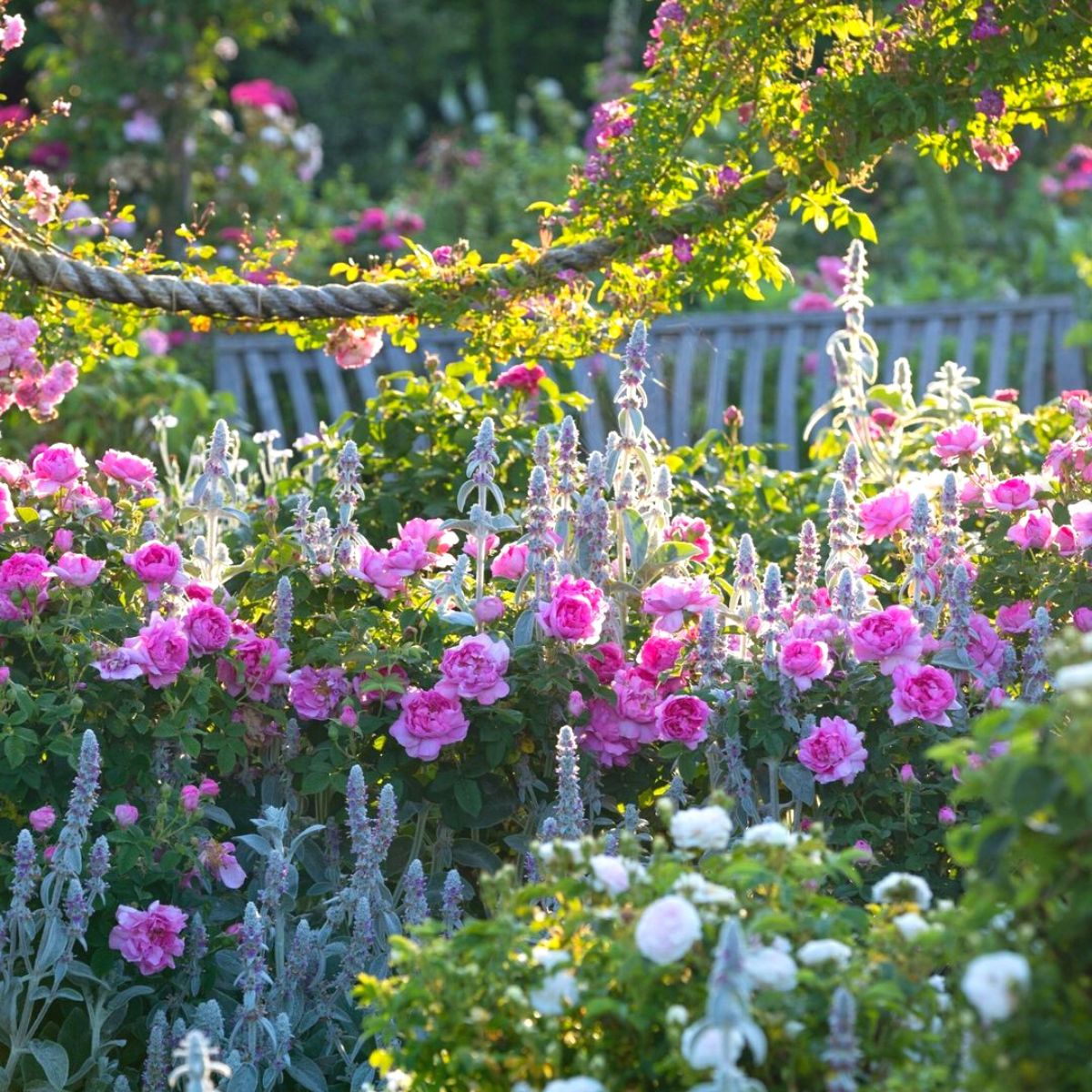Beautiful pink garden roses in Hampton garden