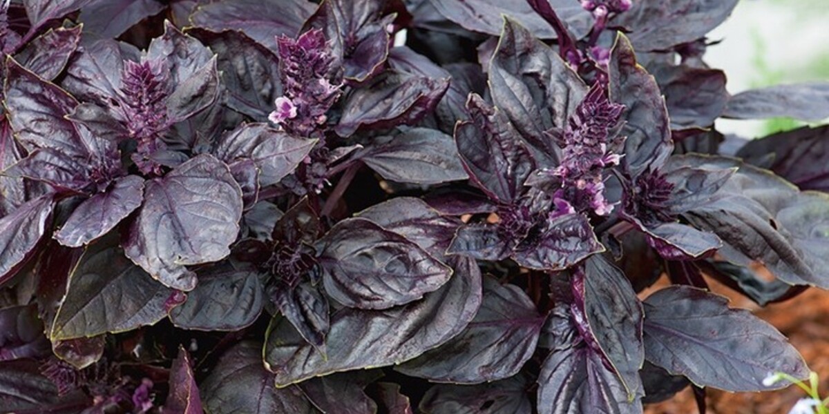 Purple Basil Product onThursd