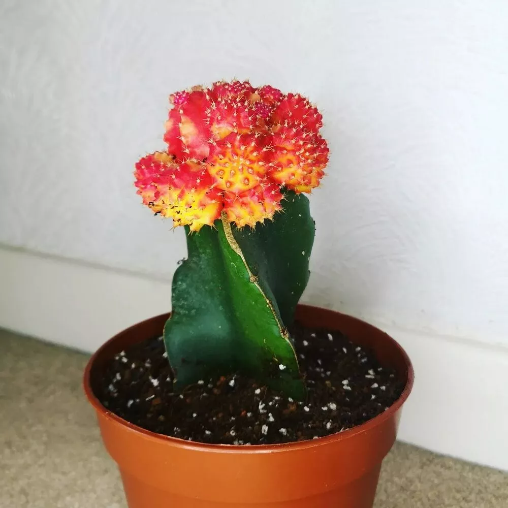 Moon Cactus at Home