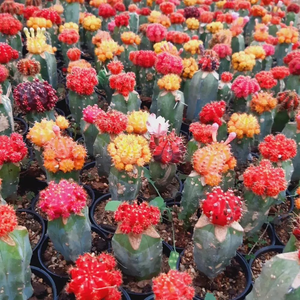 Moon Cactus at Garden