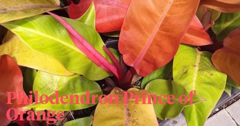 Philodendron Prince of Orange - Care Tips and Information | Thursd.