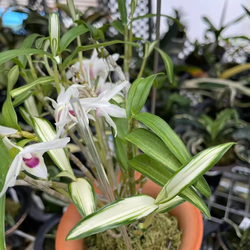 Dendrobium Orchids At Garden