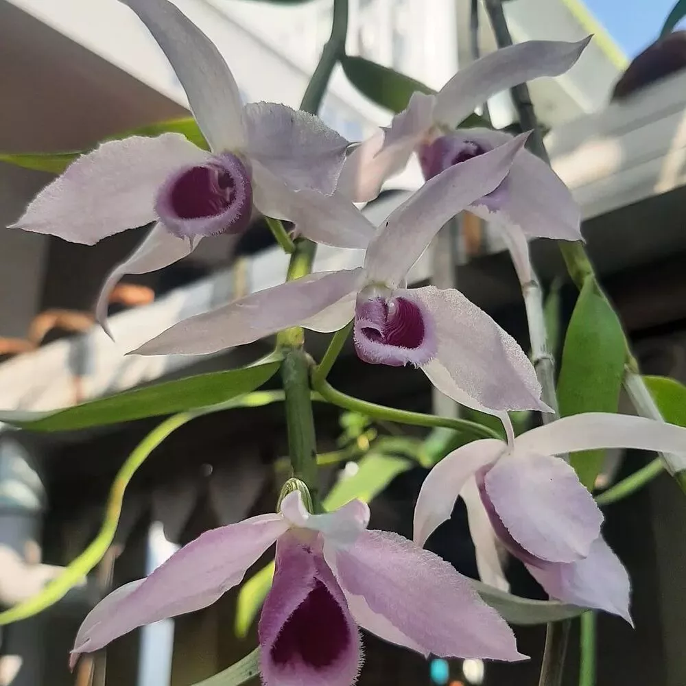 Dendrobium Orchids in Home Garden